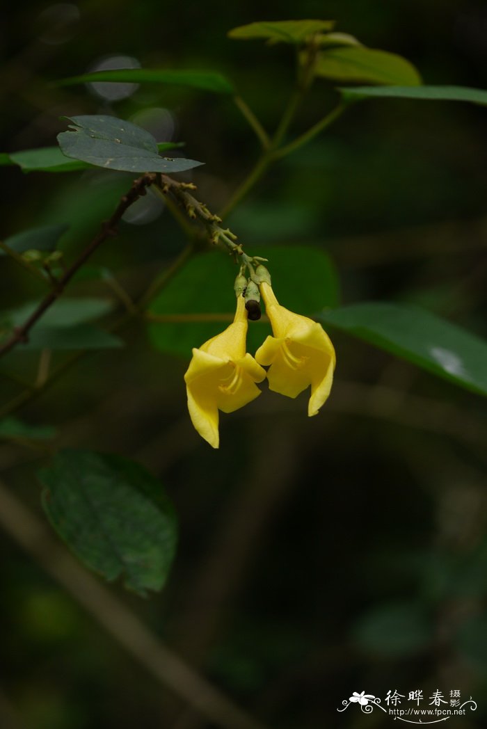 亚洲石梓Gmelina asiatica 亚洲石梓Gmelina asiatica