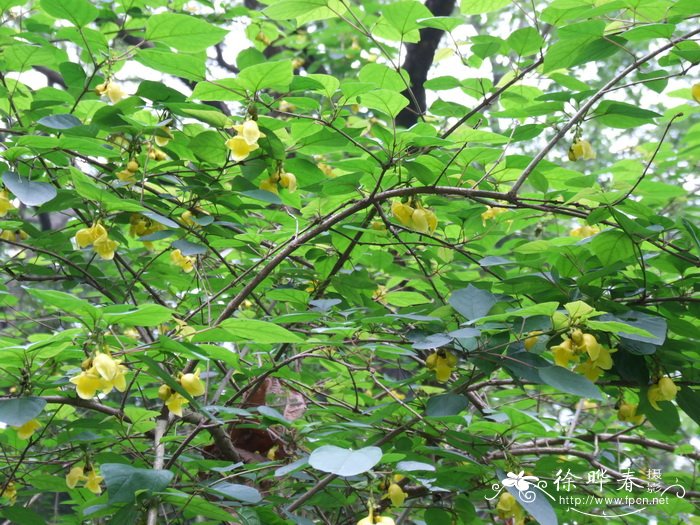 亚洲石梓Gmelina asiatica