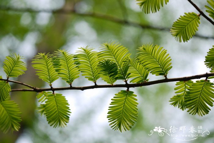 水杉Metasequoia glyptostroboides 水杉Metasequoia glyptostroboides