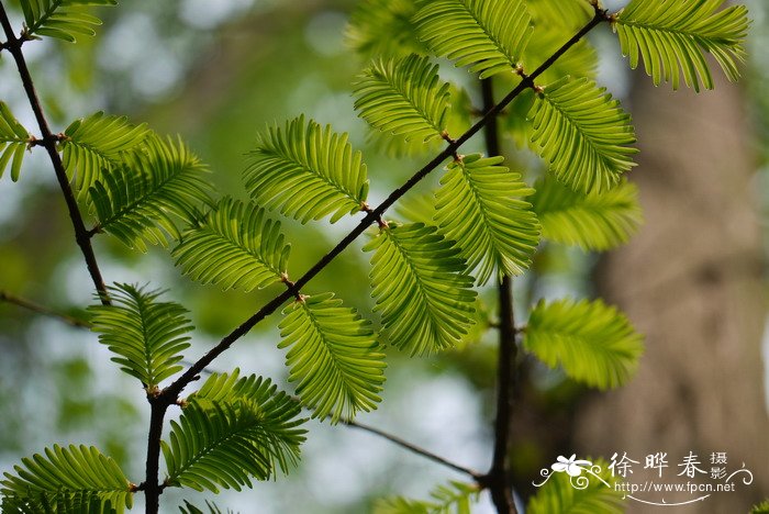 水杉Metasequoia glyptostroboides 水杉Metasequoia glyptostroboides