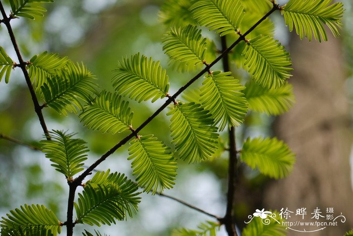 水杉Metasequoia glyptostroboides