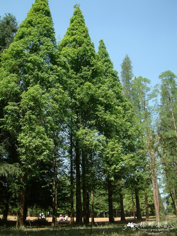 水杉Metasequoia glyptostroboides