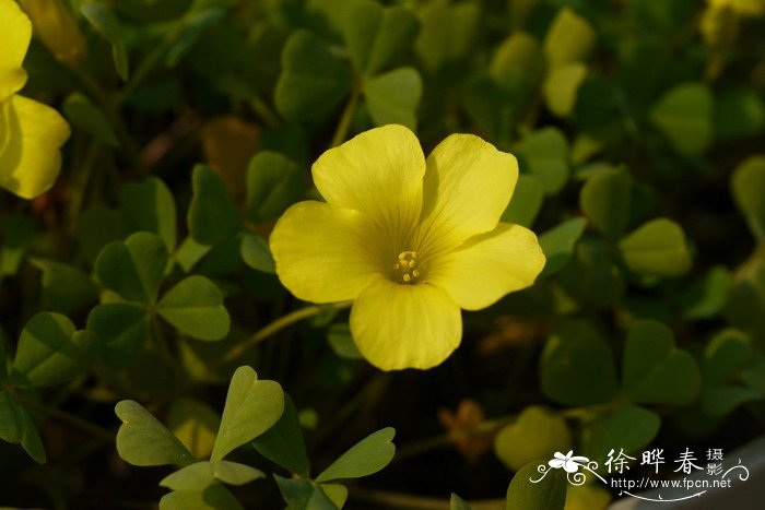 莹光黄酢浆草Oxalis dentata 莹光黄酢浆草Oxalis dentata
