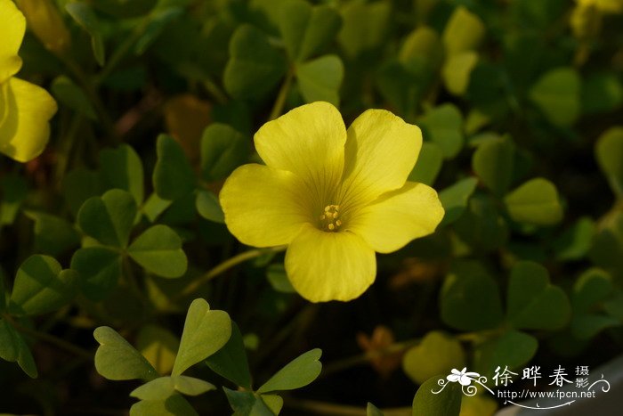 莹光黄酢浆草Oxalis dentata