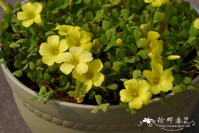 莹光黄酢浆草Oxalis dentata