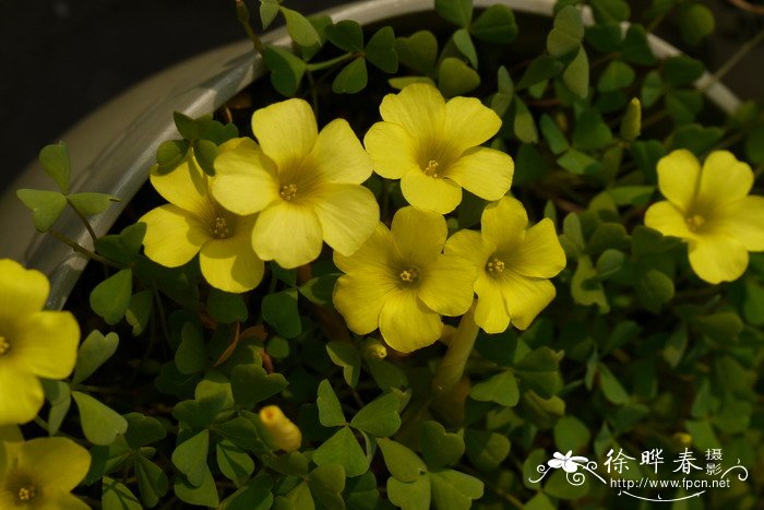 莹光黄酢浆草Oxalis dentata 莹光黄酢浆草Oxalis dentata