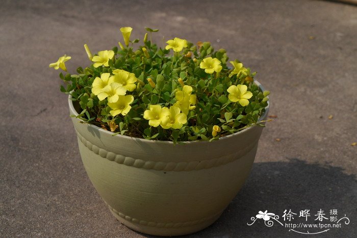 莹光黄酢浆草Oxalis dentata 莹光黄酢浆草Oxalis dentata