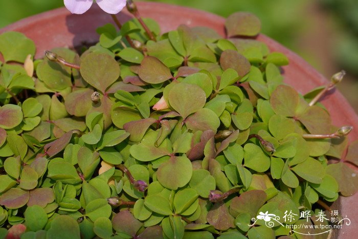 粉花重瓣酢浆草Oxalis nidulans 'Pompom'