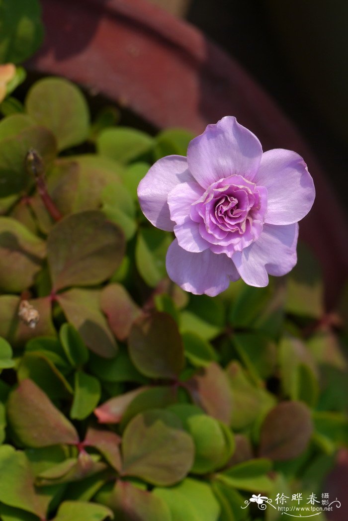 粉花重瓣酢浆草Oxalis nidulans 'Pompom'