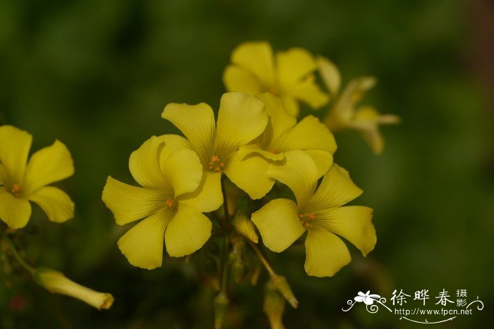 黄花酢浆草Oxalis pes-caprae 黄花酢浆草Oxalis pes-caprae
