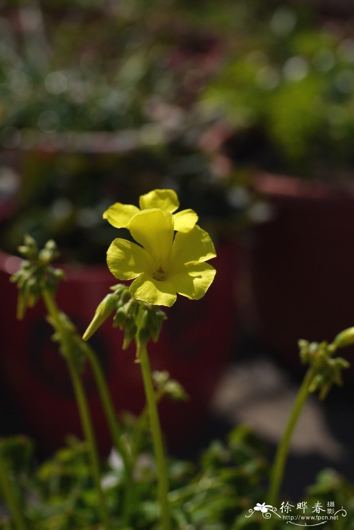 黄花酢浆草Oxalis pes-caprae 黄花酢浆草Oxalis pes-caprae