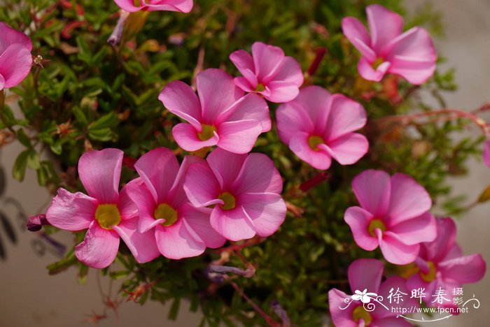 桃之辉酢浆草Oxalis glabra