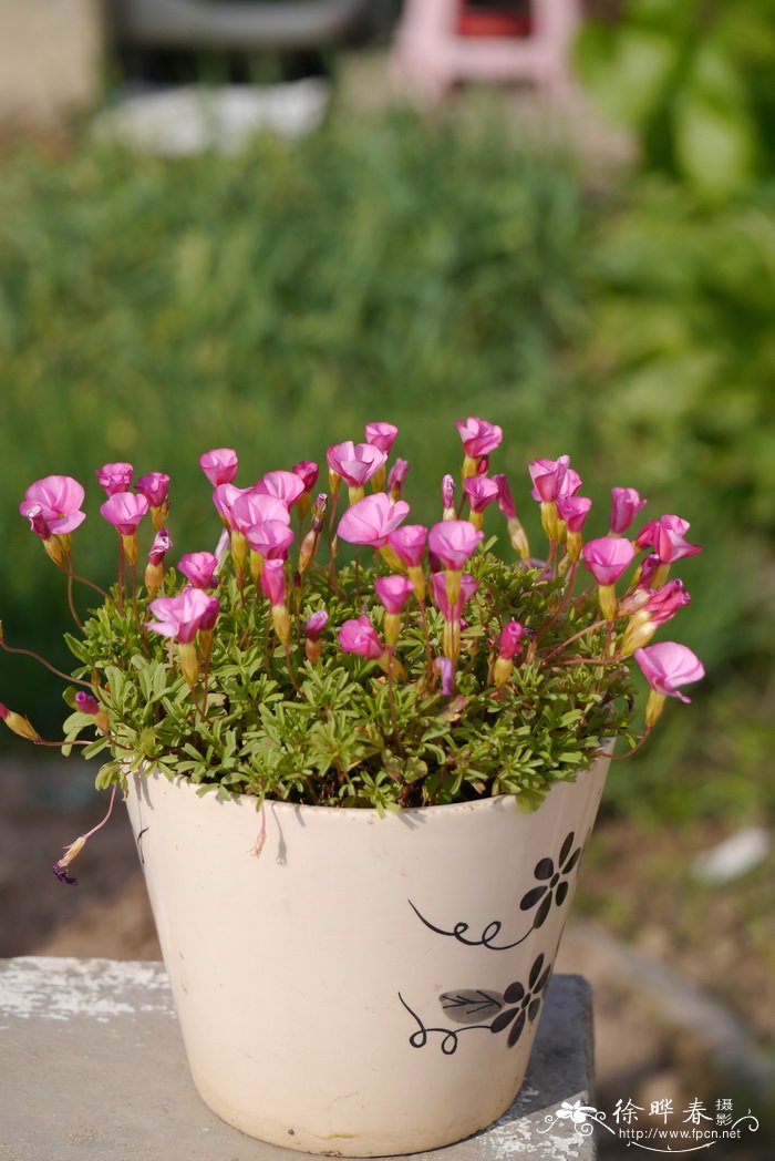 桃之辉酢浆草Oxalis glabra 桃之辉酢浆草Oxalis glabra
