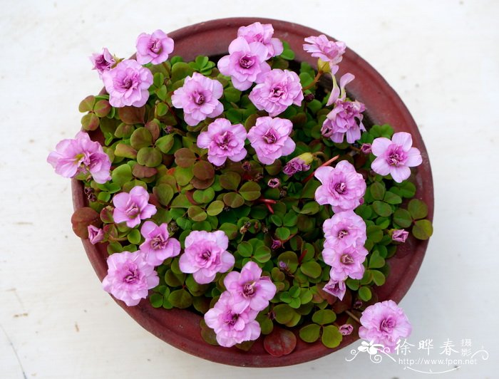 粉花重瓣酢浆草Oxalis nidulans 'Pompom'