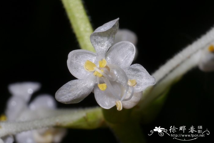 杜若Pollia japonica