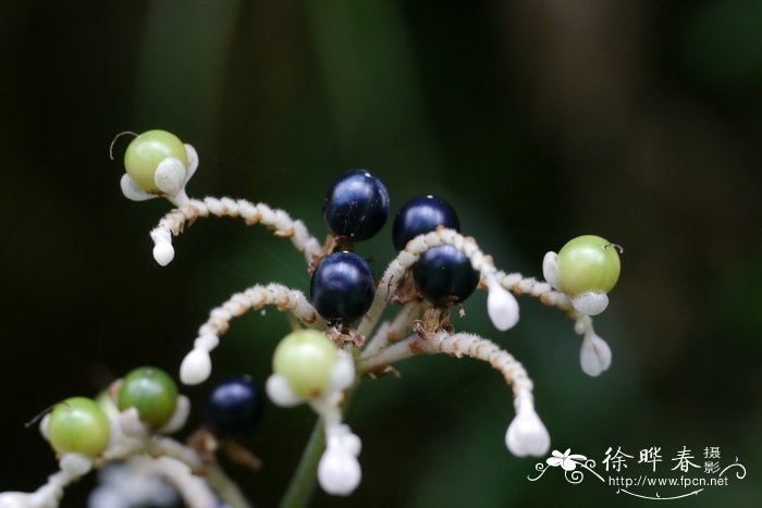 杜若Pollia japonica