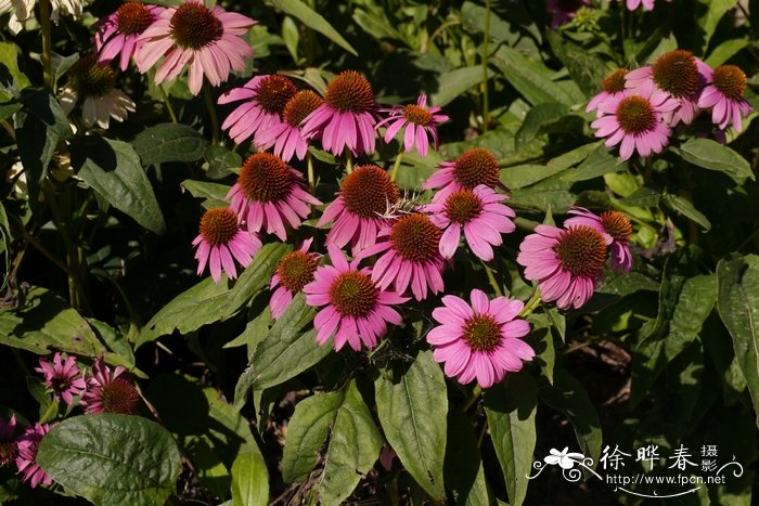 松果菊Echinacea purpurea