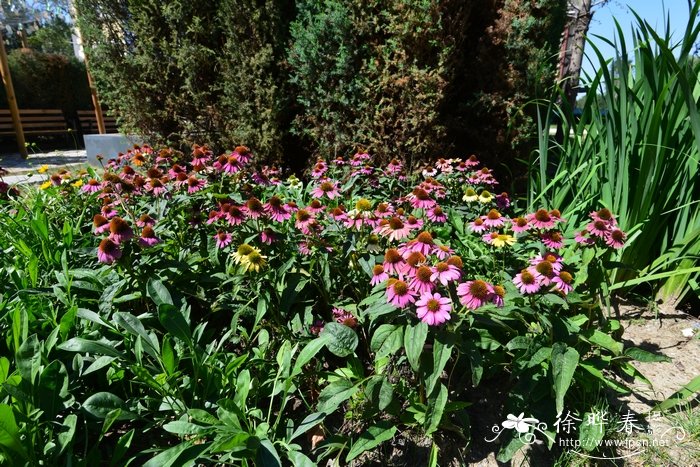 松果菊Echinacea purpurea