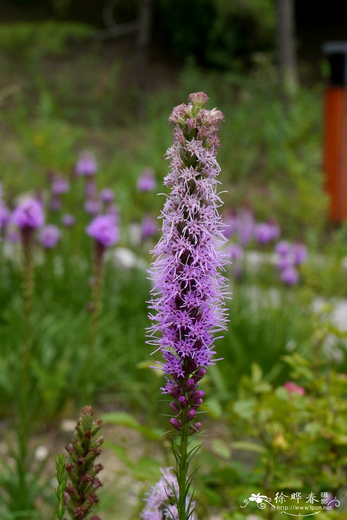 蛇鞭菊Liatris spicata