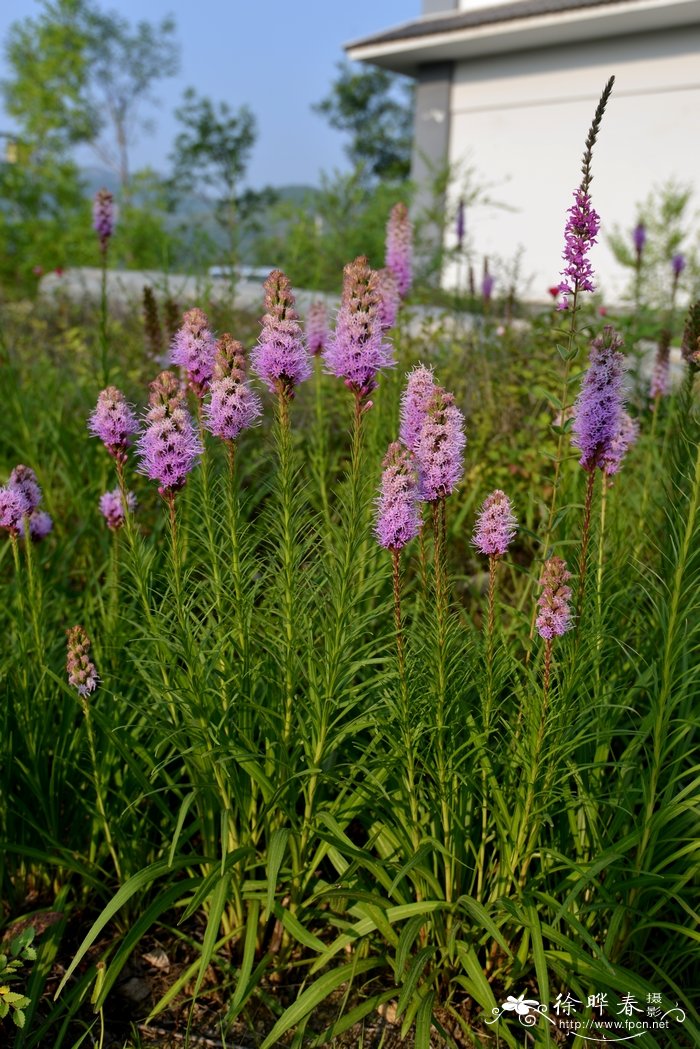 蛇鞭菊Liatris spicata