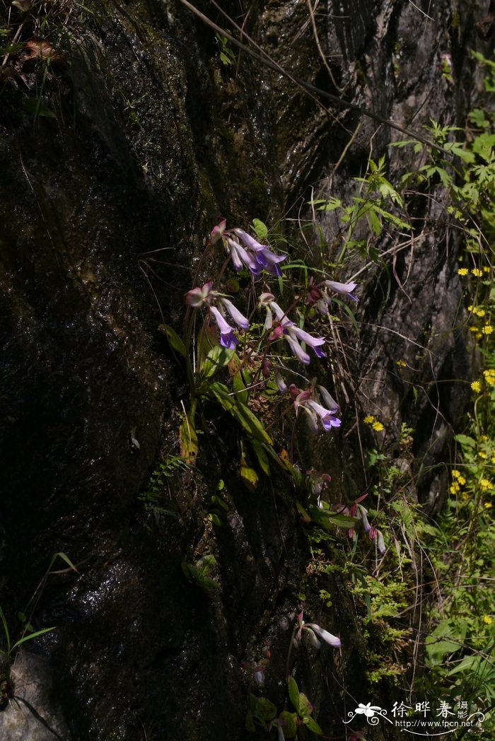 牛耳朵Chirita eburnea 牛耳朵Chirita eburnea