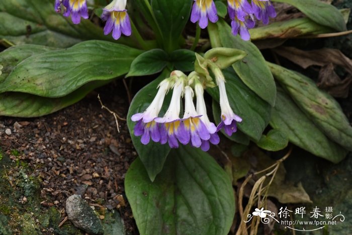 牛耳朵Chirita eburnea 牛耳朵Chirita eburnea
