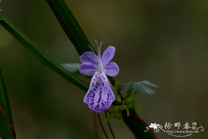 四棱草Schnabelia oligophylla