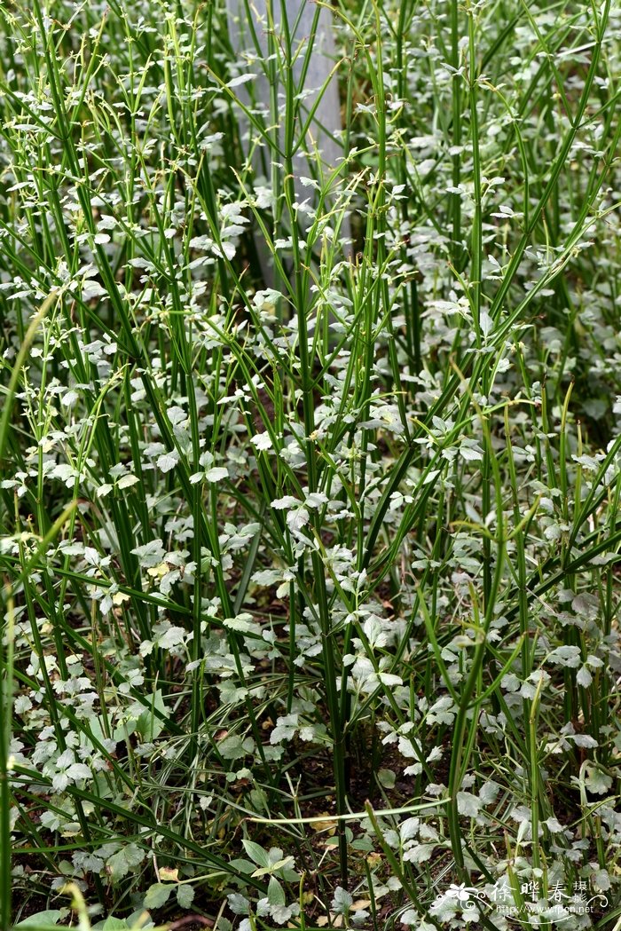 四棱草Schnabelia oligophylla 四棱草Schnabelia oligophylla