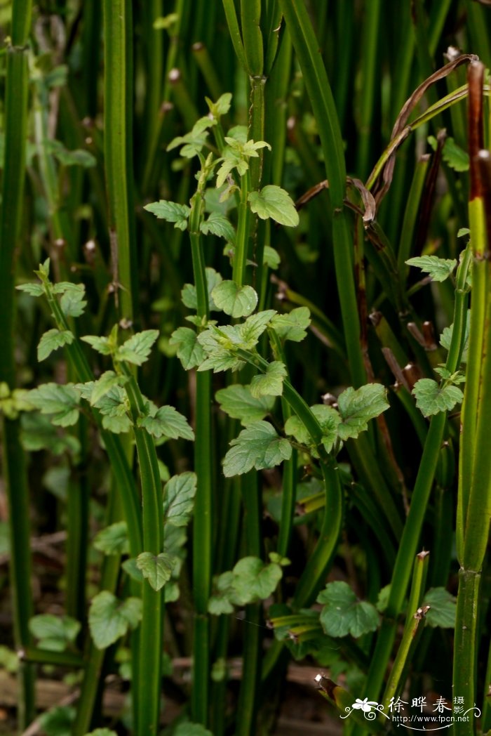 四棱草Schnabelia oligophylla