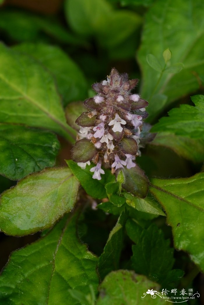 金疮小草Ajuga decumbens