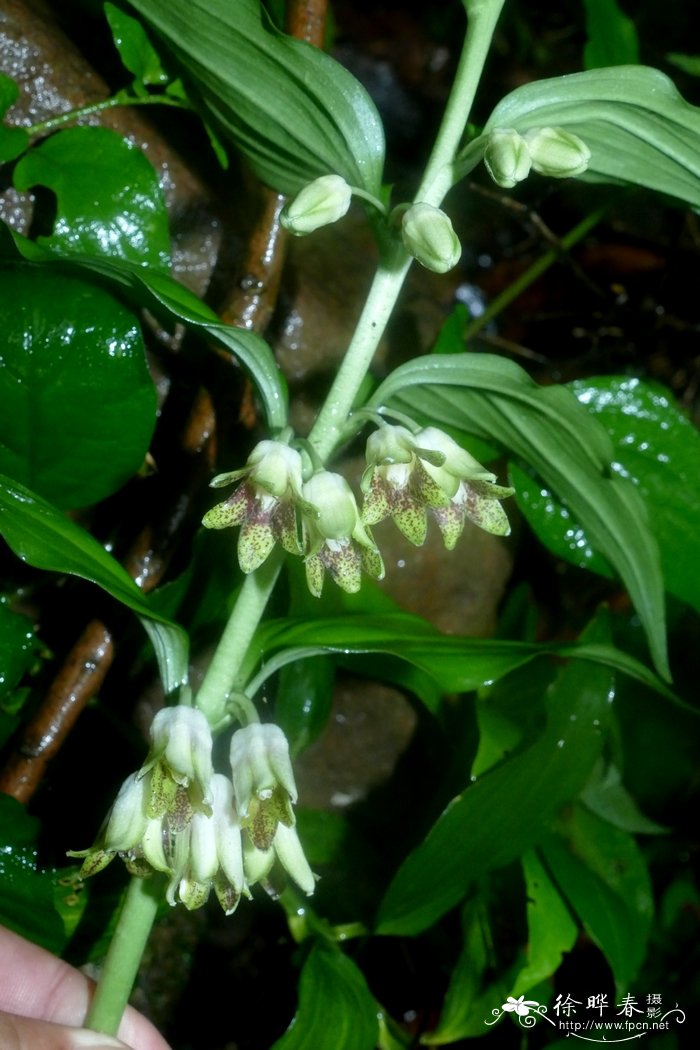 竹根七Disporopsis fuscopicta 竹根七Disporopsis fuscopicta