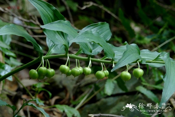竹根七disporopsisfuscopicta
