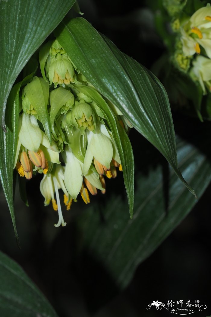 长蕊万寿竹Disporum longistylum