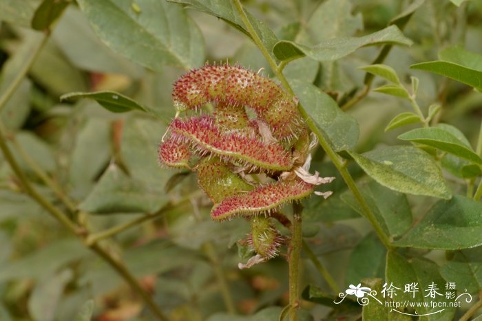 甘草Glycyrrhiza uralensis 甘草Glycyrrhiza uralensis