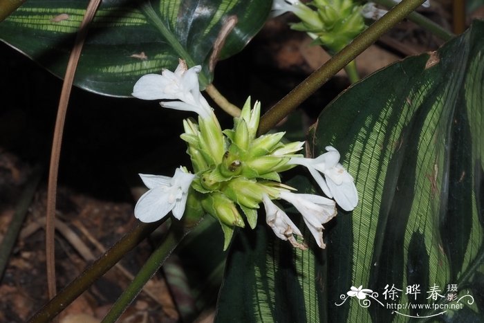孔雀竹芋Calathea makoyana 孔雀竹芋Calathea makoyana