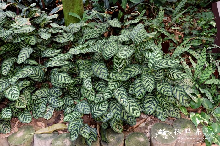 孔雀竹芋Calathea makoyana 孔雀竹芋Calathea makoyana
