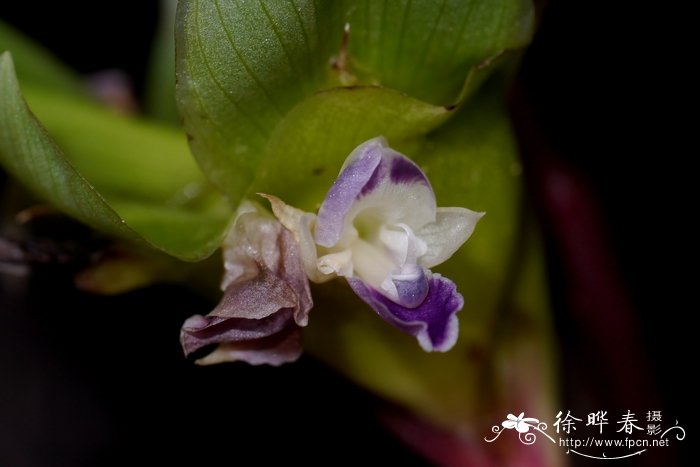 玫瑰竹芋Calathea roseopicta 玫瑰竹芋Calathea roseopicta