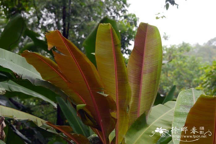 美叶芭蕉Musa acuminata var. sumatrana 美叶芭蕉Musa acuminata var. sumatrana