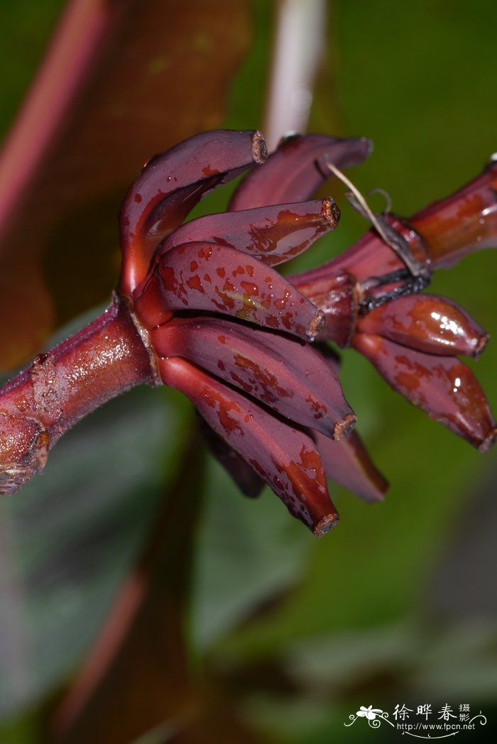 美叶芭蕉Musa acuminata var. sumatrana 美叶芭蕉Musa acuminata var. sumatrana