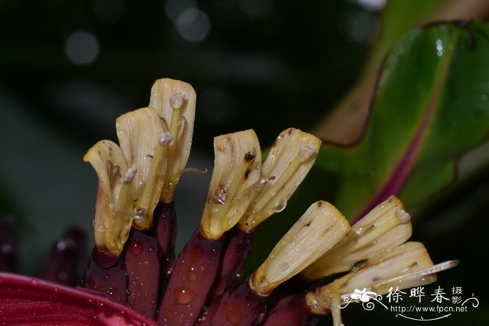 美叶芭蕉Musa acuminata var. sumatrana 美叶芭蕉Musa acuminata var. sumatrana