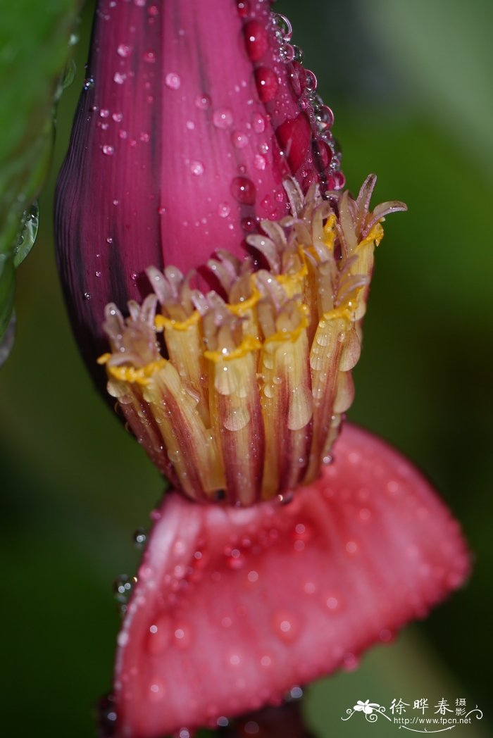 美叶芭蕉Musa acuminata var. sumatrana