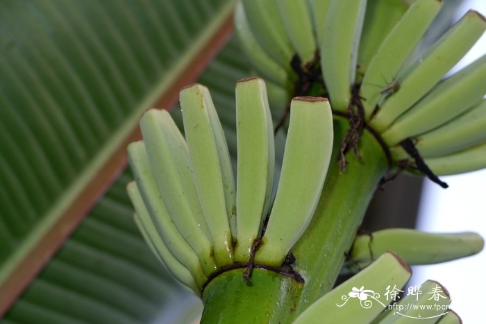 紫苞芭蕉Musa ornata