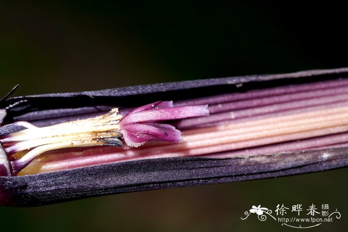 兰花蕉 Orchidantha chinensis 兰花蕉 Orchidantha chinensis