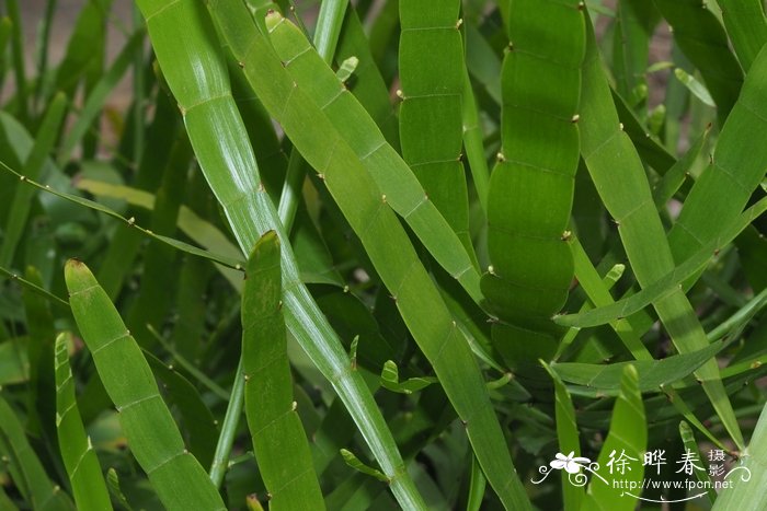竹节蓼Homalocladium platycladum
