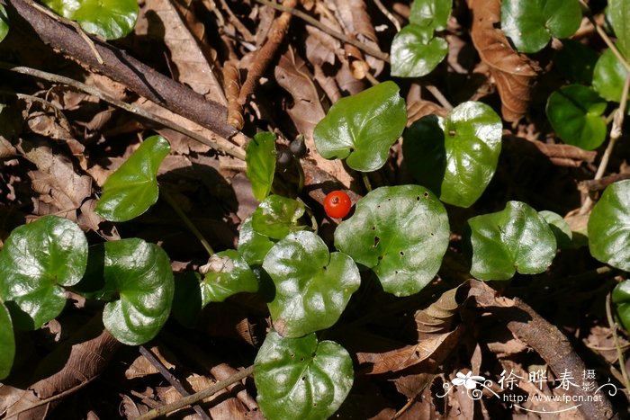 爱地草Geophila repens 爱地草Geophila repens