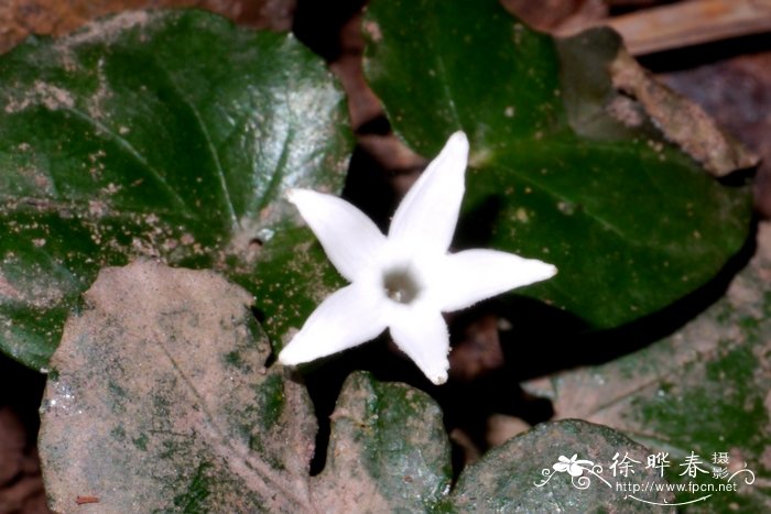 爱地草Geophila repens