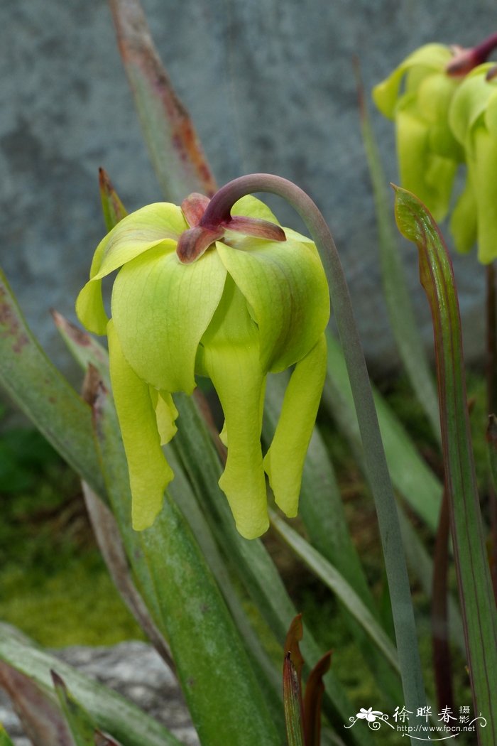 黄瓶子草Sarracenia flava 黄瓶子草Sarracenia flava