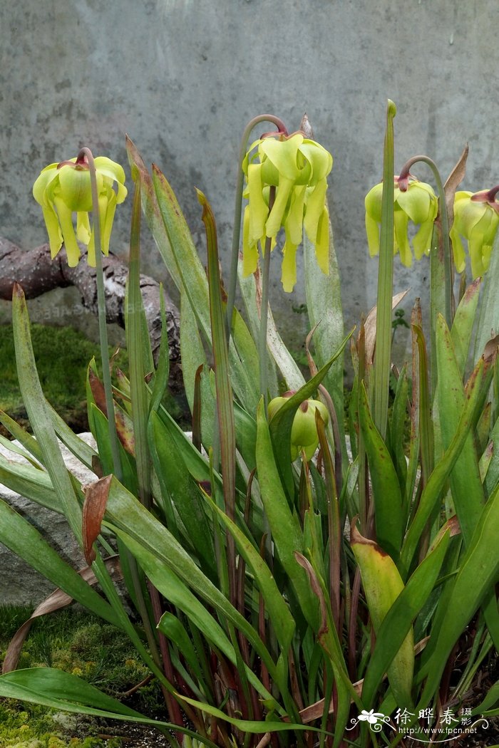黄瓶子草Sarracenia flava 黄瓶子草Sarracenia flava