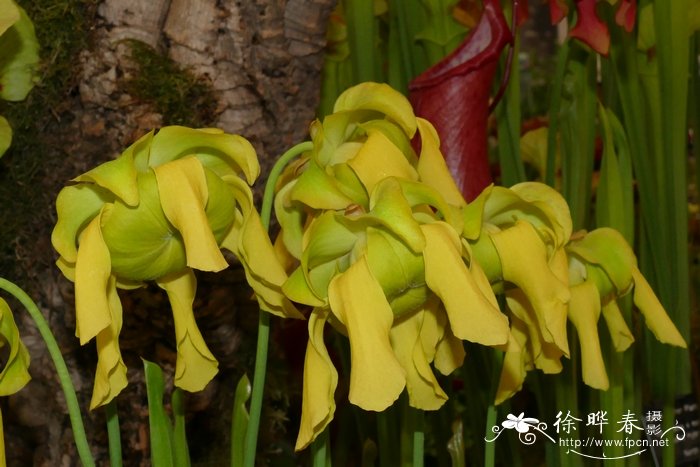 黄瓶子草Sarracenia flava 黄瓶子草Sarracenia flava