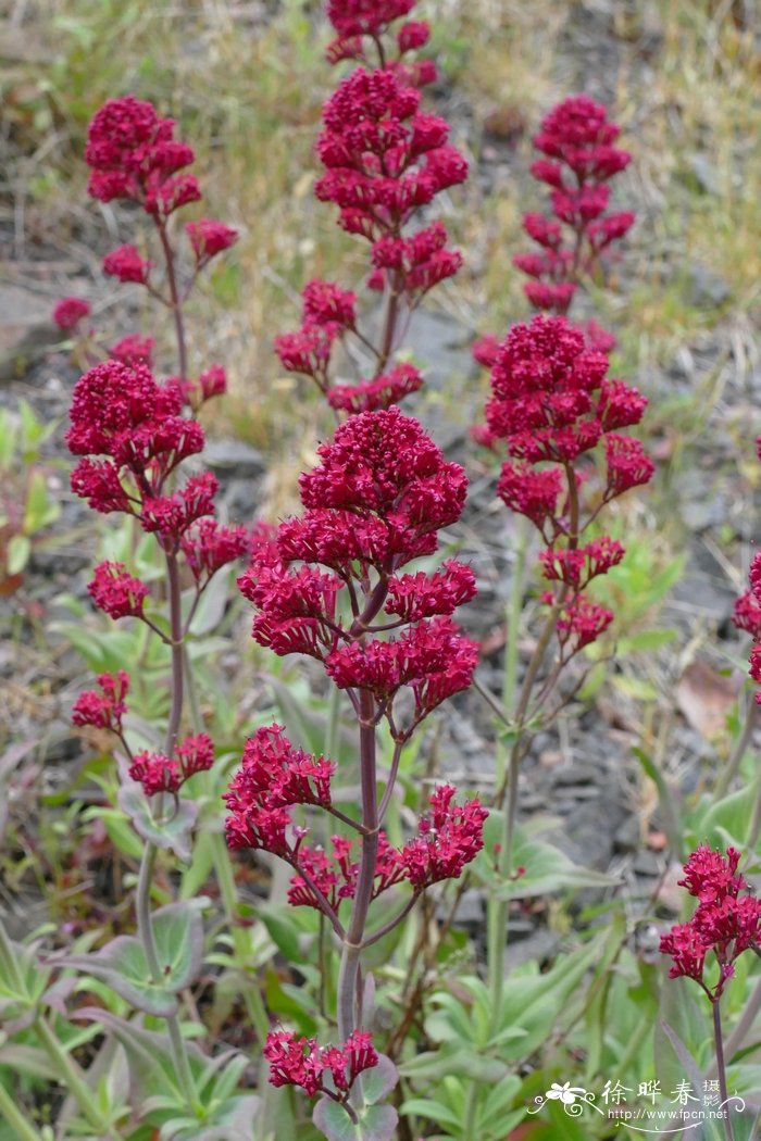 红缬草Centranthus ruber